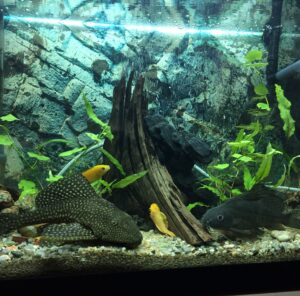 Umzug mit Aquarium in Zwickau Aquarium mit Pflanzen, Wurzeln und Fischen – Umzug mit Aquarium in Zwickau