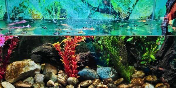 Aquarium mit Korallen und bunten Fischen – Aquarium-Umzug Zwickau