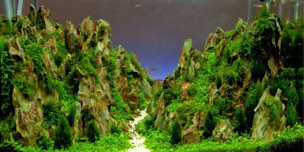 Aquarium mit Felslandschaft und Pflanzen – Umzug mit Aquarium in Zwickau