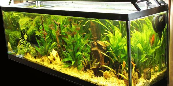 Aquarium-Umzug Zwickau: Längliches Aquarium mit grünen Wasserpflanzen