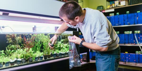 Mann versorgt Aquarienpflanzen vor einem Aquarienregal – Umzug mit Aquarium in Zwickau